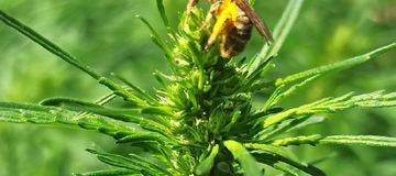 WORKSHOP "A diversidade e a importância ecológica dos insetos"