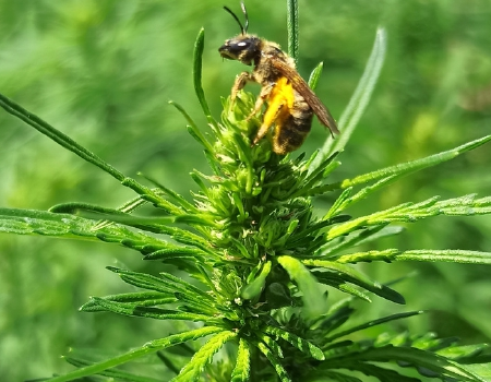 WORKSHOP "A diversidade e a importância ecológica dos insetos"