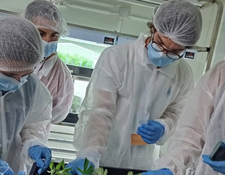 UPortalegre premiada pela criação de CTESP na área da Cannabis sativa