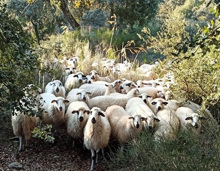 INVESTIGAÇÃO: professor da ESBE participa em estudo sobre o impacto de parasitas intestinais no crescimento de borregos em Portugal