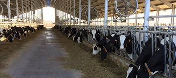 Pecuária de Precisão: artigo científico foca-se na sustentabilidade da produção e bem-estar animal em vacarias