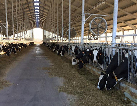 Pecuária de Precisão: artigo científico foca-se na sustentabilidade da produção e bem-estar animal em vacarias