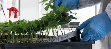 Curso de Microcredencial - Metrologia para Cannabis Medicinal: inscrições abertas até 18 de outubro