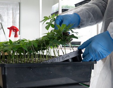 Microcredencial para Cannabis Medicinal: inscrições abertas até 18 de outubro