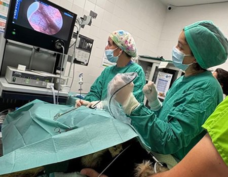 ESBE leccionou microcredenciais na área Veterinária